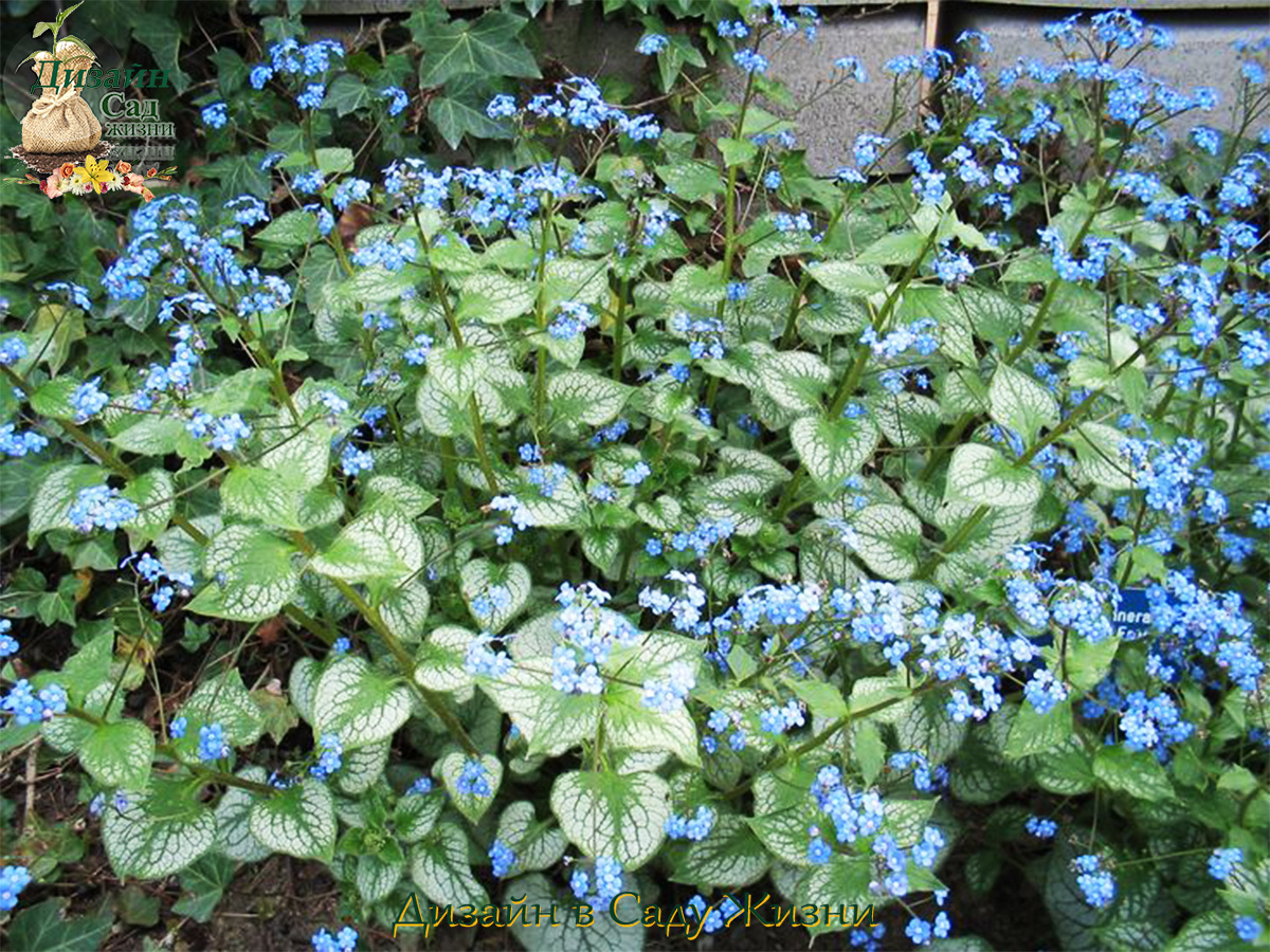 Растения без хлопот — БРУННЕРА