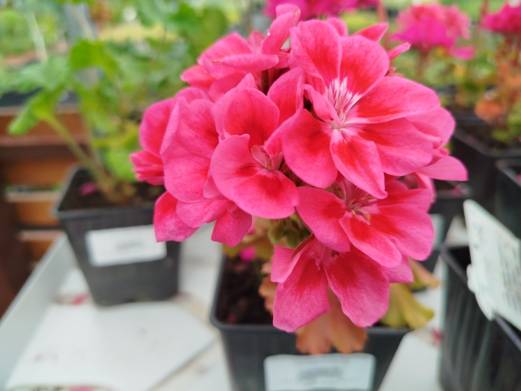  Пеларгония зональная Toscana Castello Claire Rose Red Eye