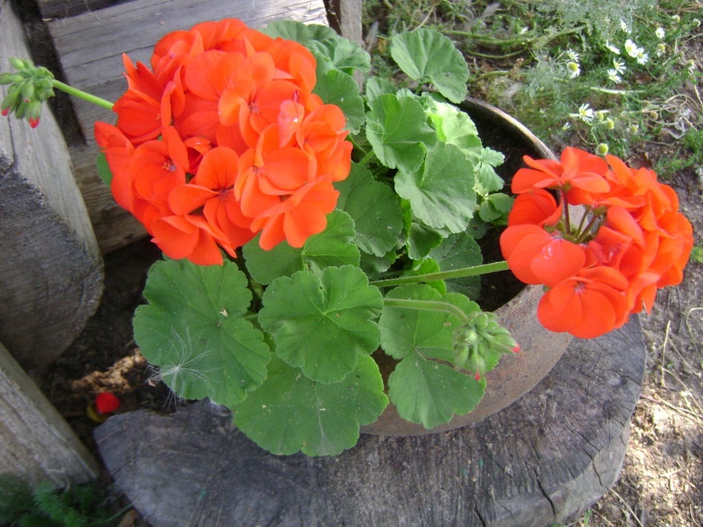  Пеларгония или герань?