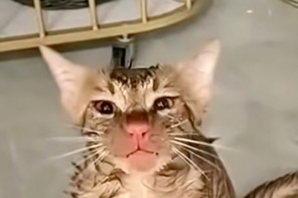    Кот чудом выжил после такого приключения