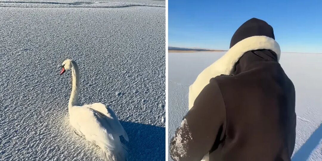 Казахстанец спас двух примерзших лебедей: птица прижалась к нему на руках (ВИДЕО)