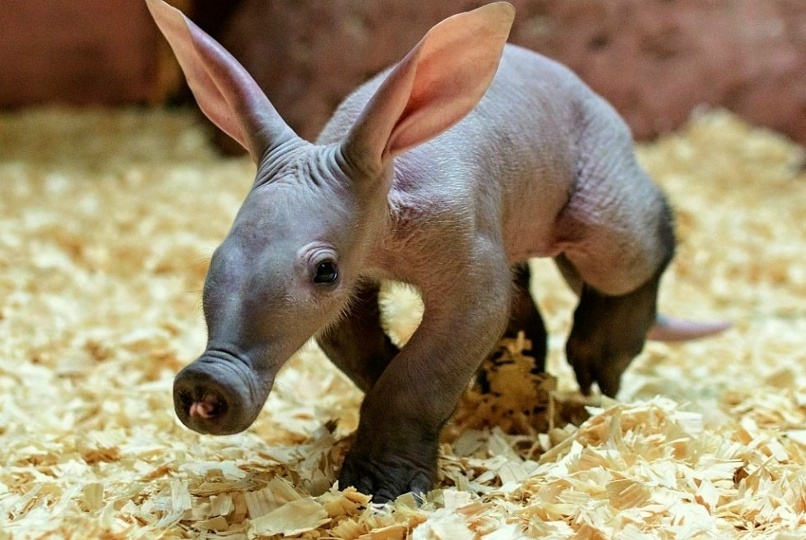 К чему готовиться, если вы решили завести трубкозуба дома