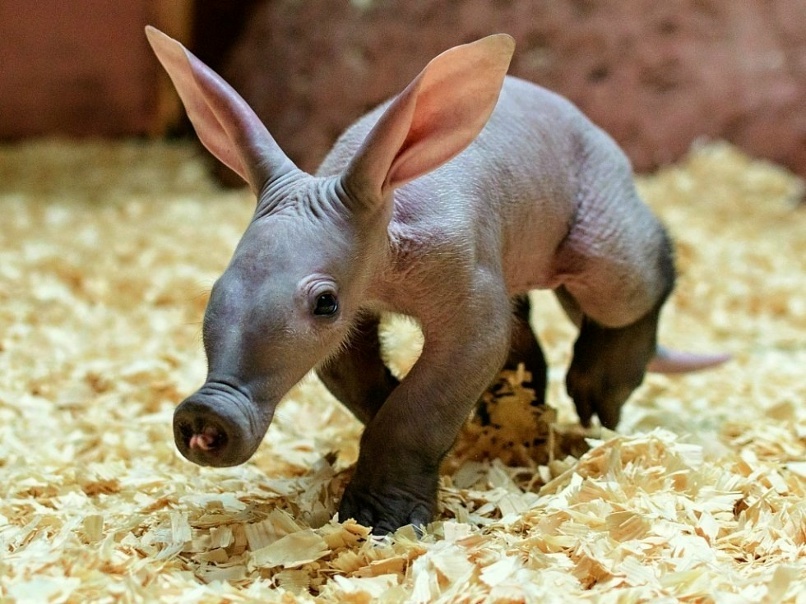 Этот нос знает о вас больше, чем вы думаете. Знакомьтесь — Мистер Трубкозуб! 🐽