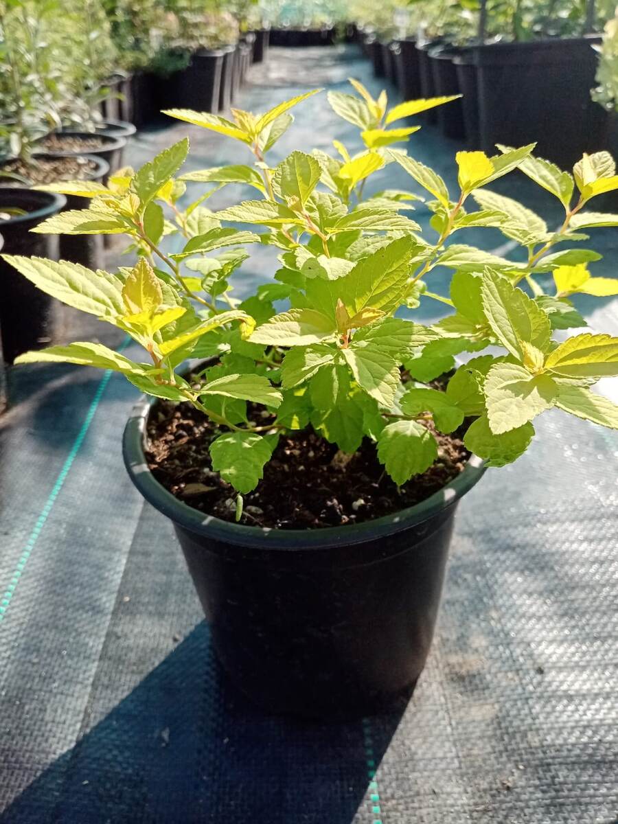 Ну, не правда ли. красивая спирейка?