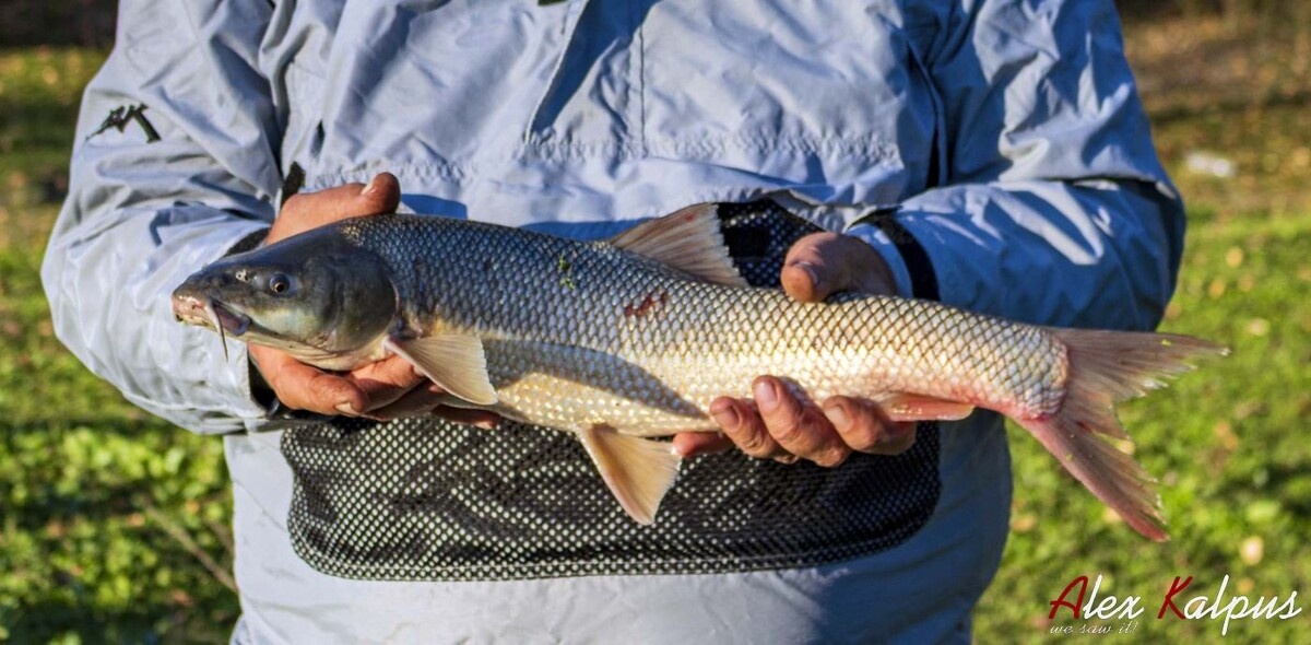 Алазанский усач. По размерам и характеристикам, тот, что нужен для этого рецепта