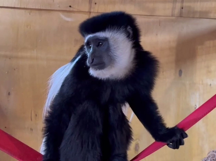     Кадр из видео, предоставленного пресс-службой Челябинского зоопарка