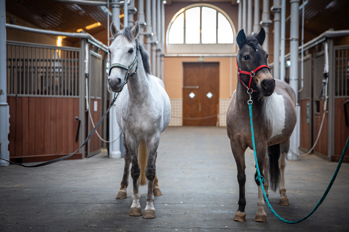 Сладкий каприз и Карамелька. Фото: ГМЗ «Царское Село», Екатерина Новак