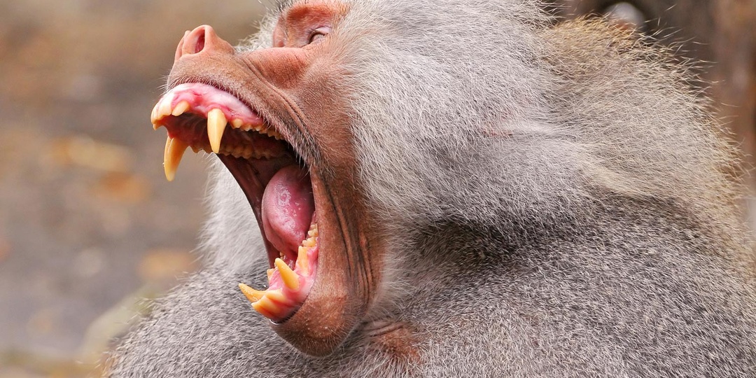 Павиан в доме: экстрим не для слабонервных (и почему это теперь незаконно)