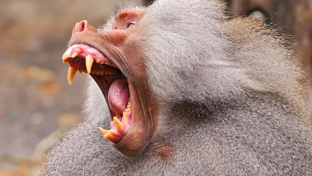 Когда он зевает, становится не по себе даже львам. На фото плащеносный павиан.