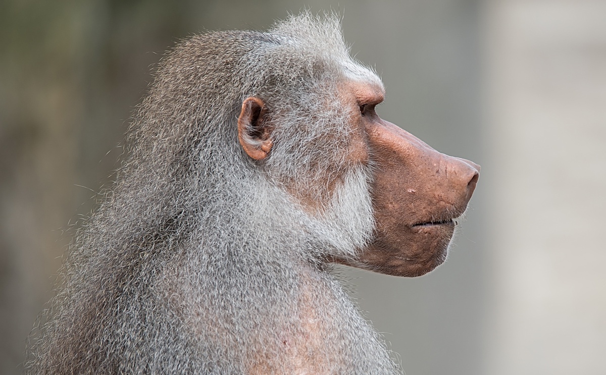 Настоящие короли саванны, привыкшие к жестким условиям.