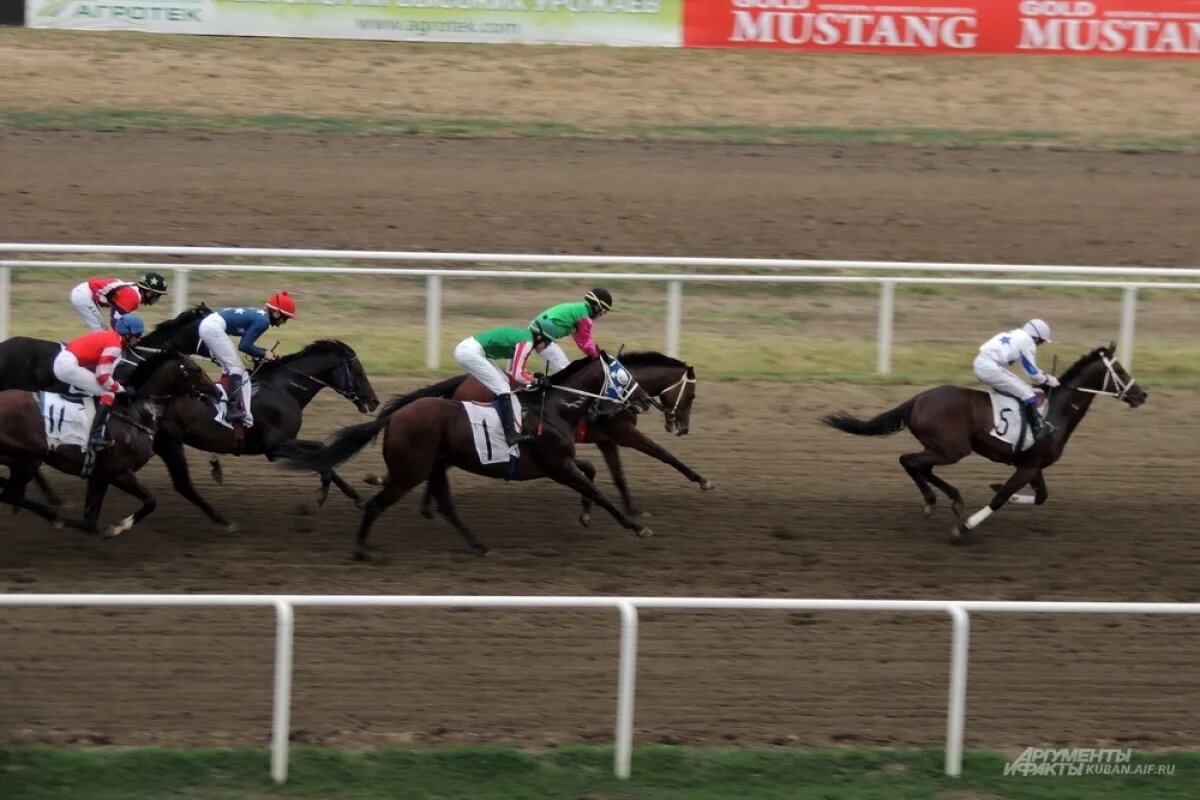    Краснодарский ипподром ждет масштабная реконструкция