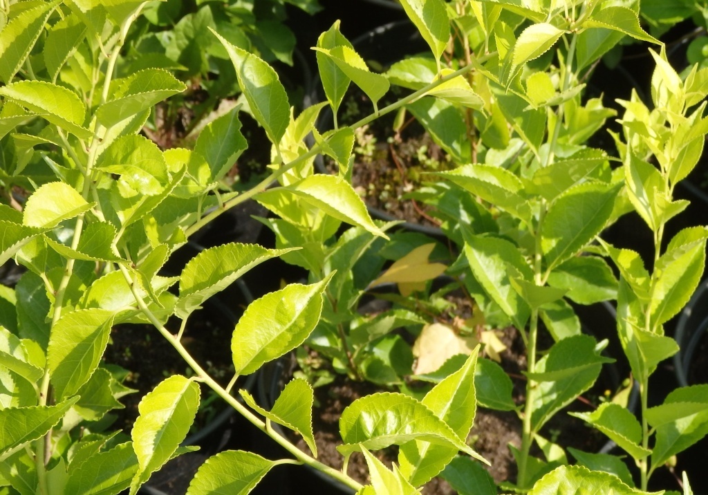  Древогубец вьющийся