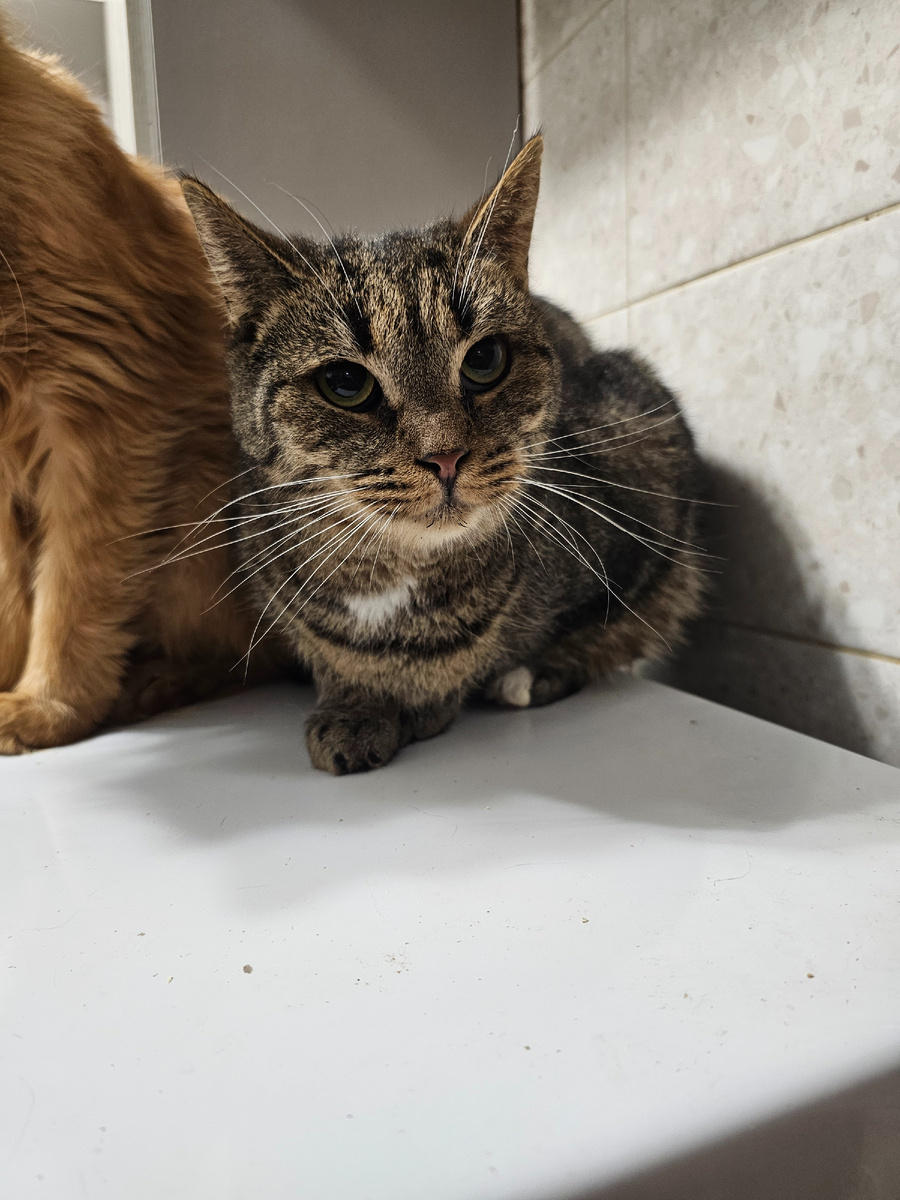 Фото автора. Добрыня похудел, плохо ел, сегодня перестал уже кушать.