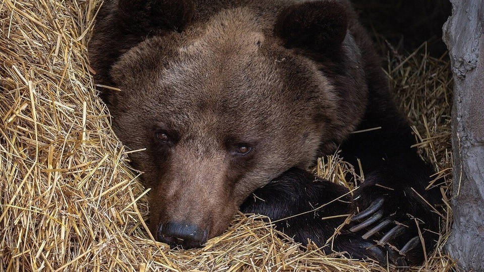 Сделали себе «берлоги» из сена: в красноярском парке «Роев ручей» медведи ушли в зимнюю спячку