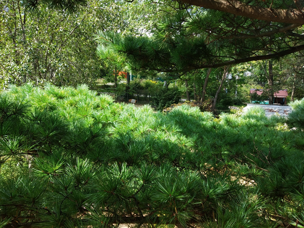 Дача... Вид из окна.