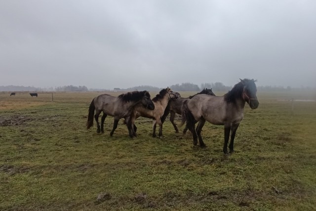   Фото: сайт администрации Зеленоградска