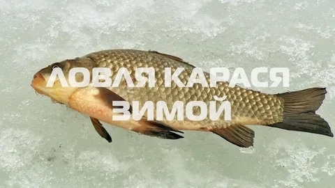 Спит или нет? В каких водоемах карась активен зимой