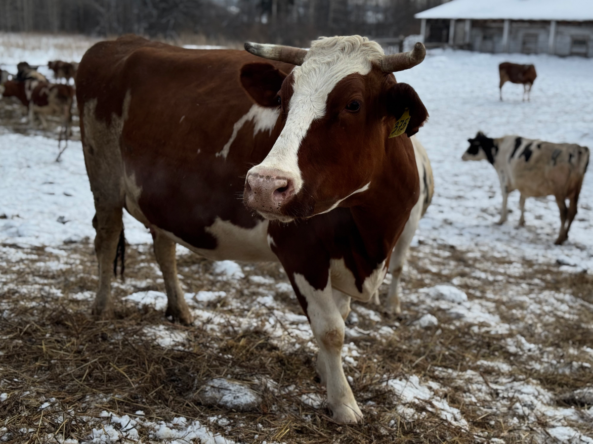     Начинающие фермеры Красноярского края получат на развитие более 100 млн рублей