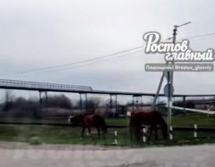 Иллюстрация: Телеграмм-канал "Ростов Главный"