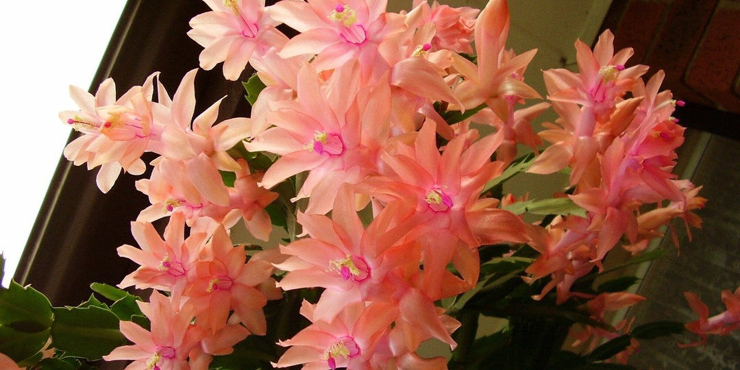 Секреты роскошного цветения декабриста: создаем идеальные условия для шлюмбергеры