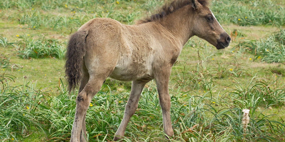Возвращение кулана: новый шанс для степей Северо-Западного Прикаспия