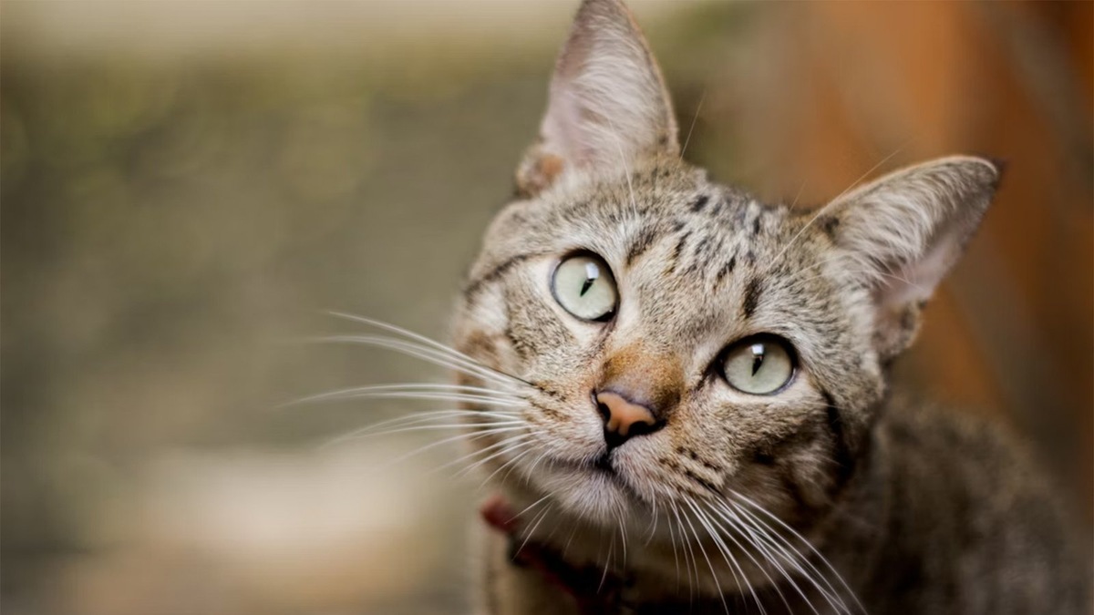    Мурлыкание оказывает на людей успокаивающее воздействие