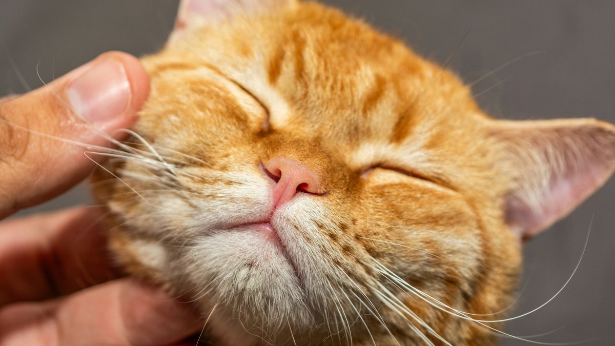    Благодаря мурлыканию кошки у людей может вырабатываться серотонин