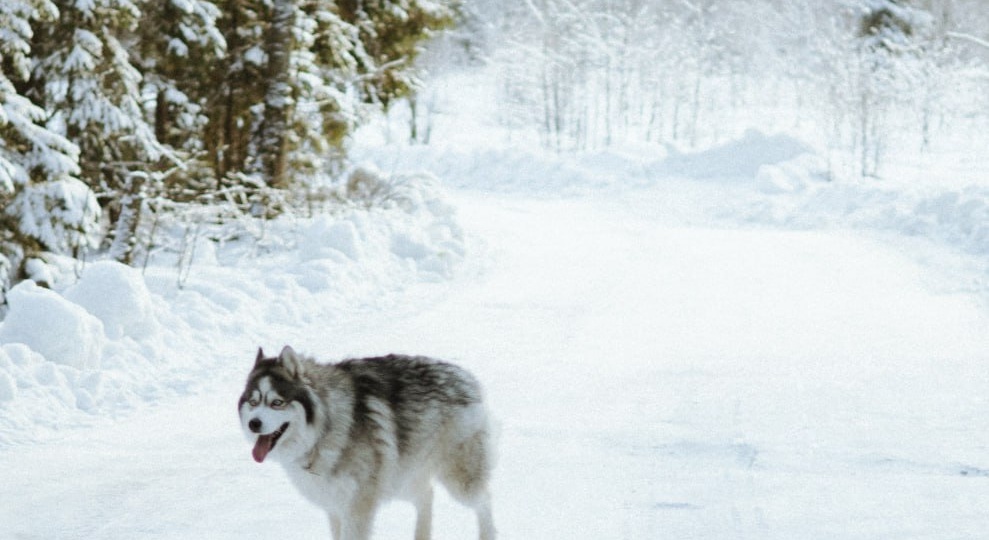 Зимние прогулки - это не только сугробы и игры в снежки