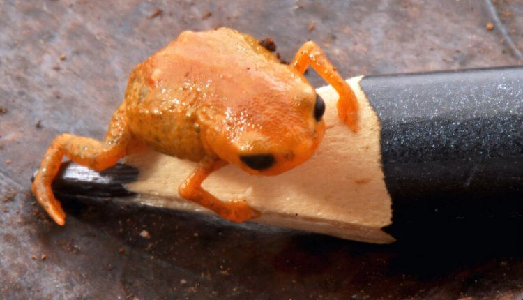 Фото: Luiz Fernando Ribeiro, CC BY