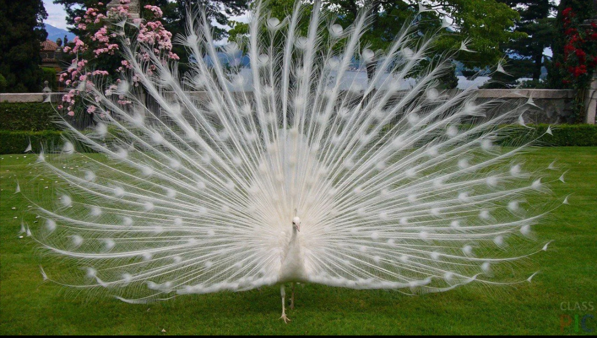 Ну красота же?