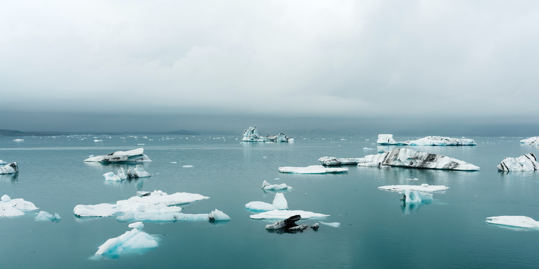 В Арктике обнаружен новый вид морских беспозвоночных
