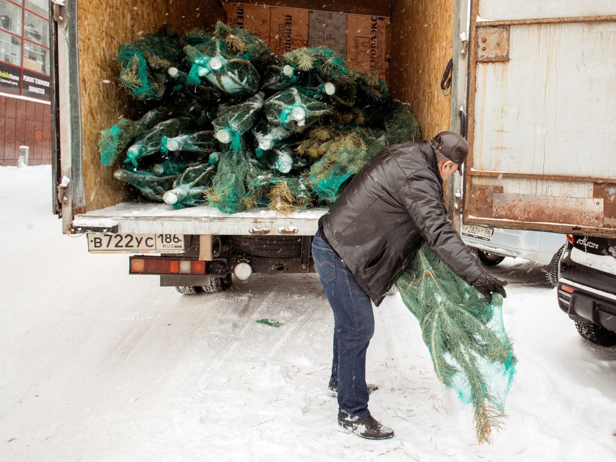    Нефтеюганский предприниматель незаконно нарубил елочек на 400 тысяч рублей