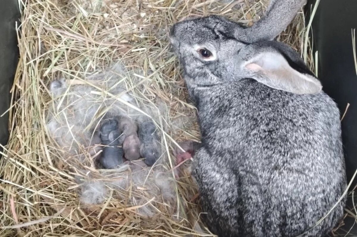    В волгоградском ЦПКиО обитатели деревни «Альпаково» принесли потомство