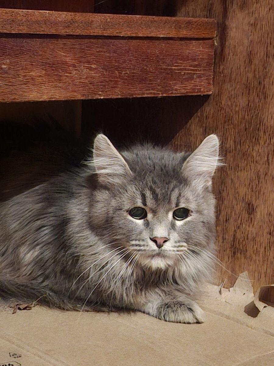 Кот, вдохновивший на статью. Ну красавец же?! Фото из архива автора