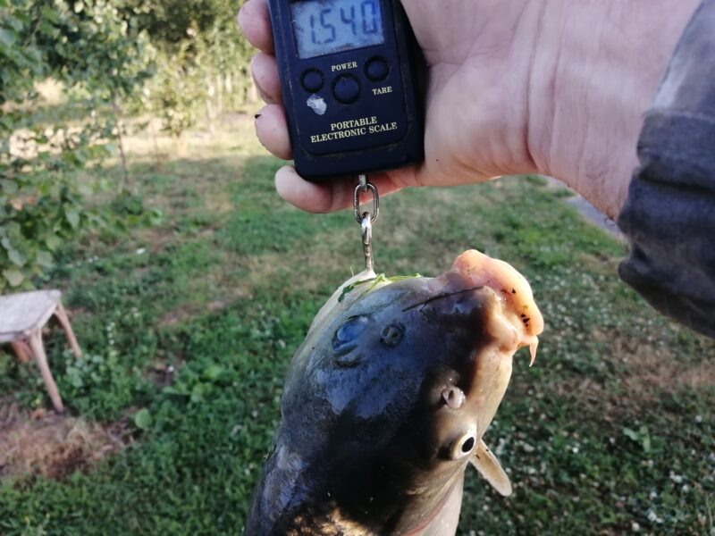 Двухлетки карпы подрастают.