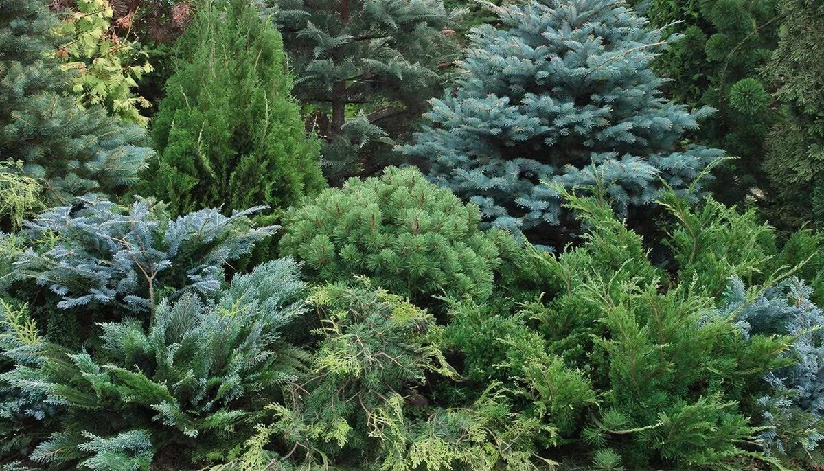 Агрессивные хвойные