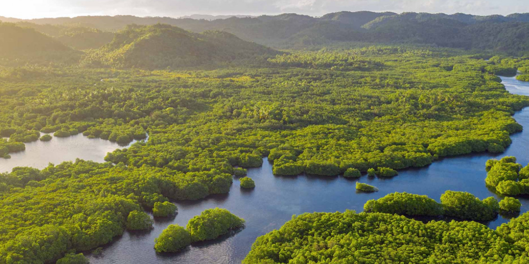 Амазония может стать зоной нового климатического пояса из-за глобального потепления