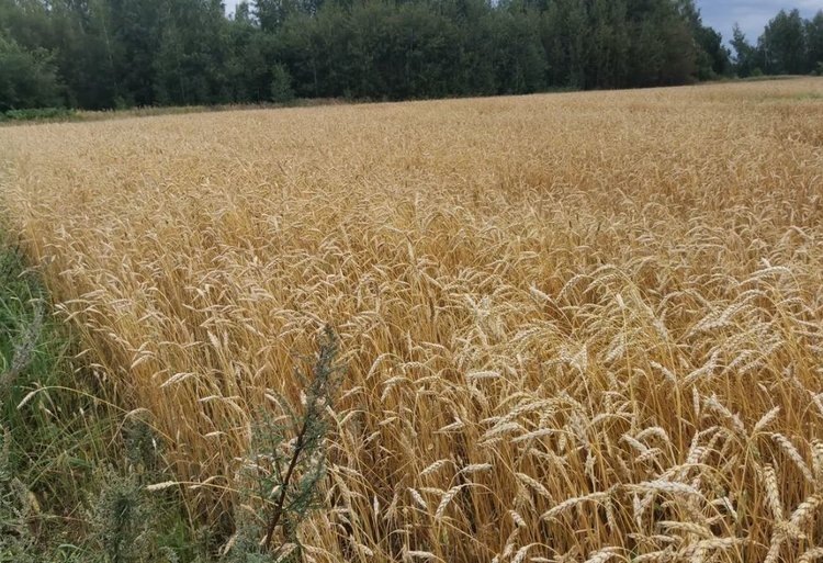    Фото: Лукьянов Дмитрий, AgroXXI.ru
