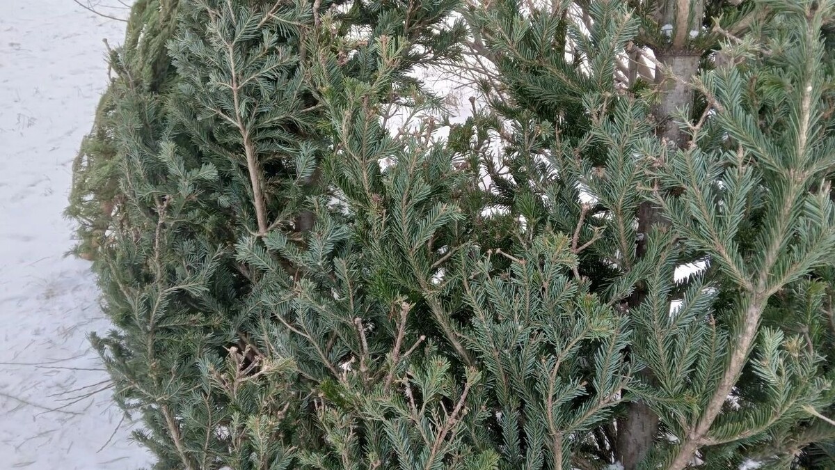     Источник: gorod55.ru