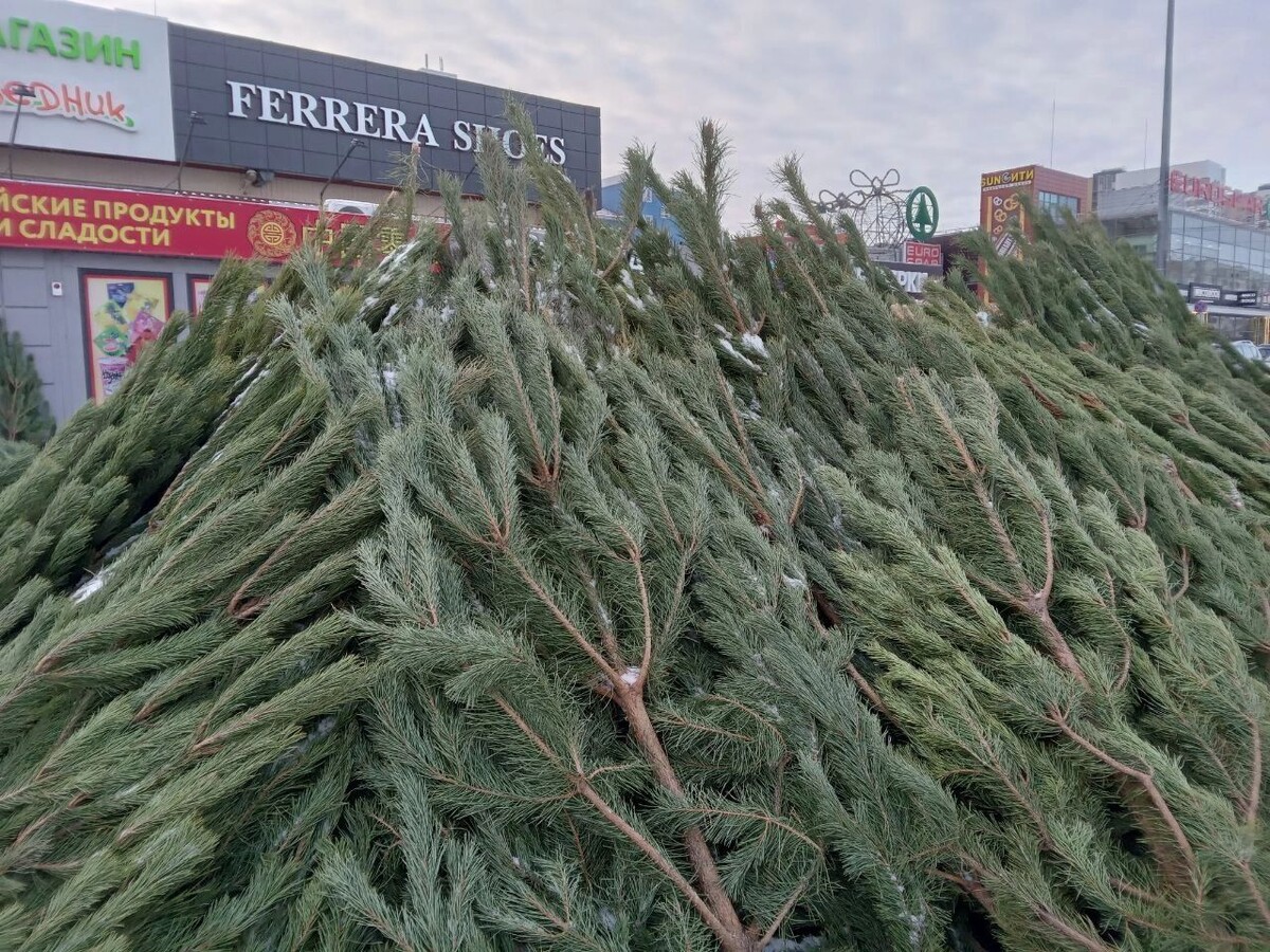     Источник: gorod55.ru