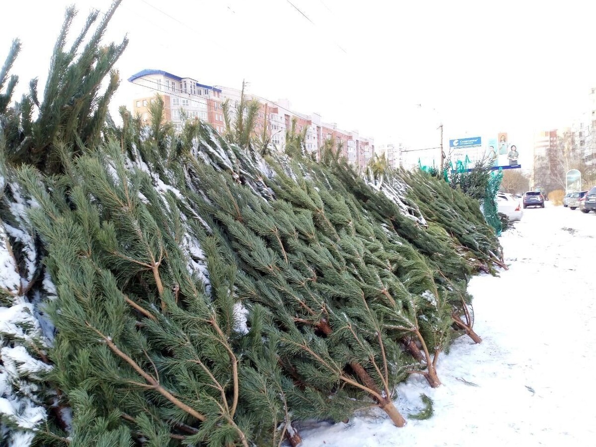     Источник: gorod55.ru