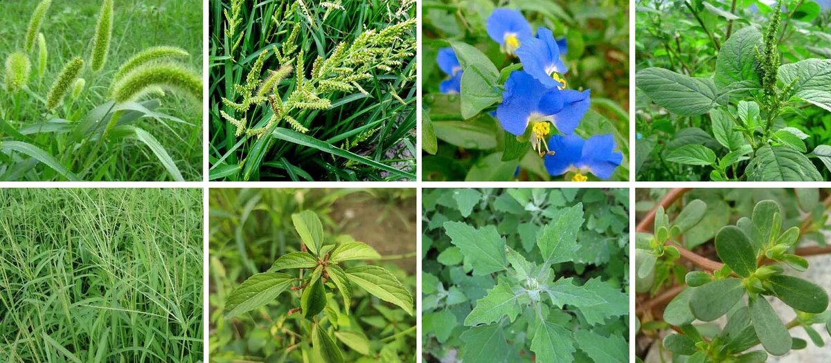 сорняки наших огородов