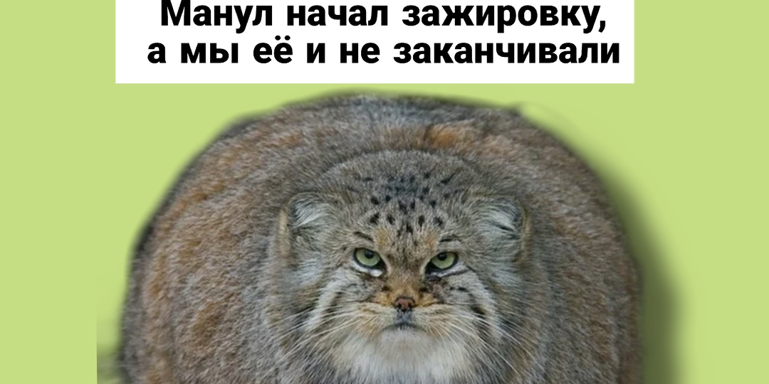 Слова, которые официально стали русскими: «едальня», «зажировка» и другие