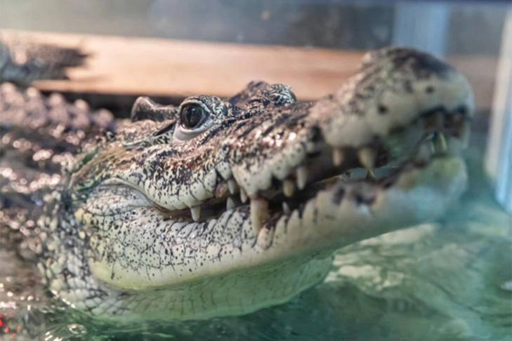    Фото фонда «Компас»