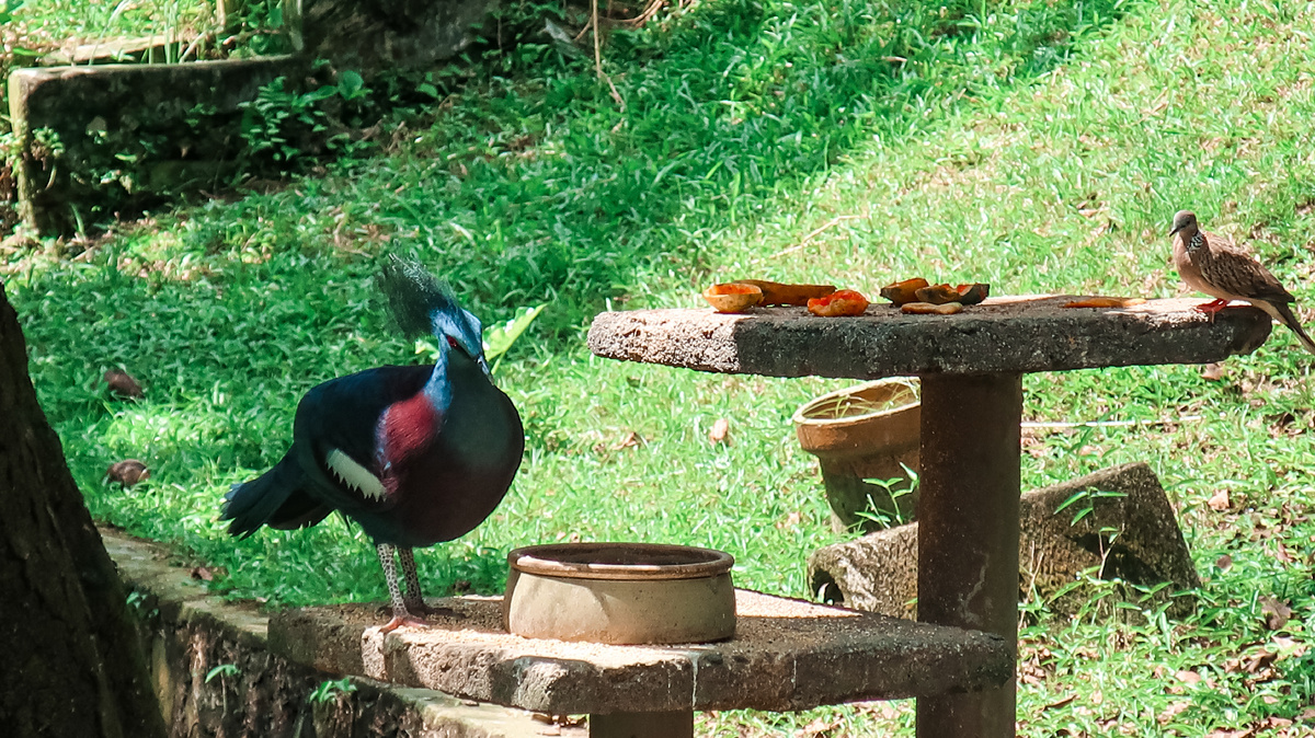 Венценосный голубь