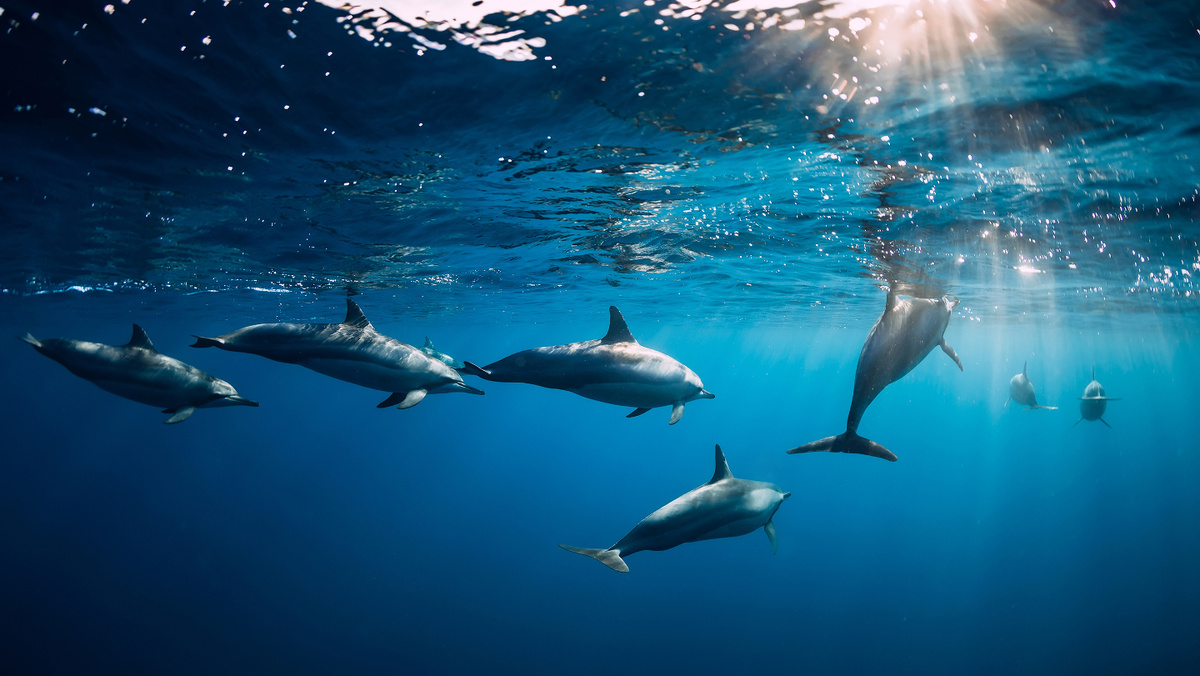     Фото: Wonderful Nature/Shutterstock/FOTODOM Ученые установили 22 устойчивые «лексические единицы» или «слова» в свисте дельфинов