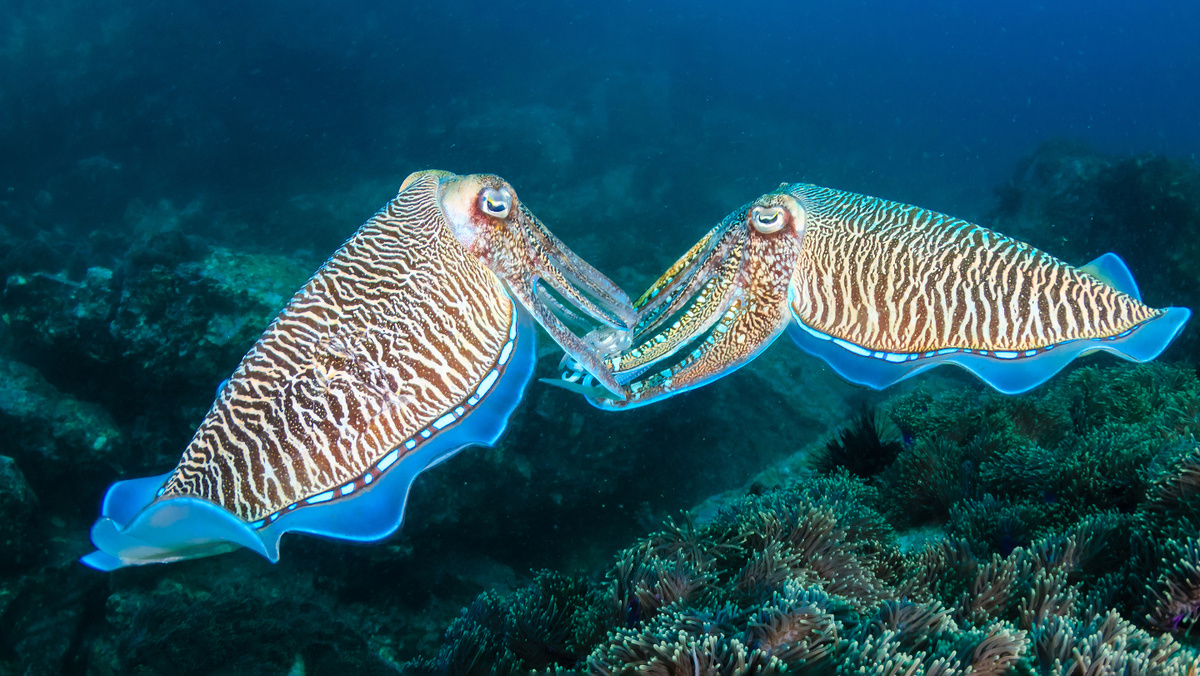     Фото: Richard Whitcombe/Shutterstock/FOTODOM В мутной воде, где видимость ограничена, щупальца становятся идеальным средством передачи информации на близком расстоянии