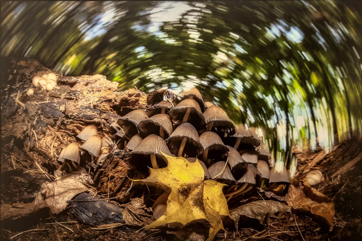 Дмитрий Иванов (Россия). "Грибная круговерть". На фото - гриб-навозник