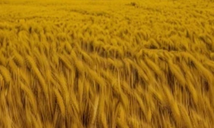    Фото: Медведева Анна, AgroXXI.ru