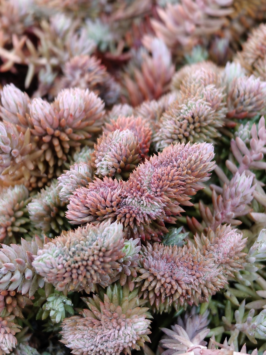 Седум Кристатум